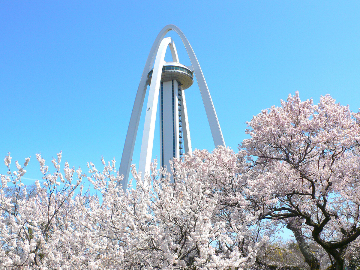 138 Tower Park Cherry Blossom Festival
