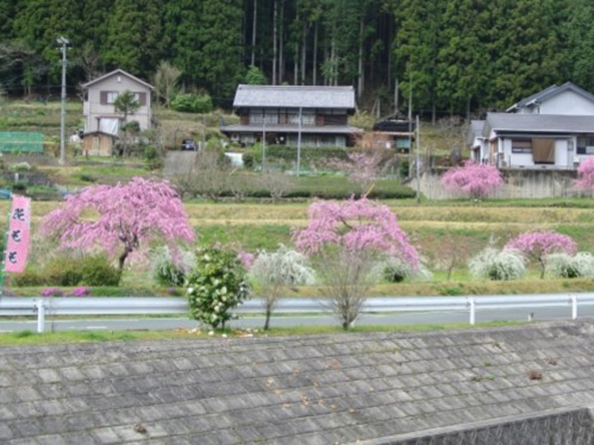 Weeping Peach Blossoms of Shinshiro (Shidare Momohana no Sato)