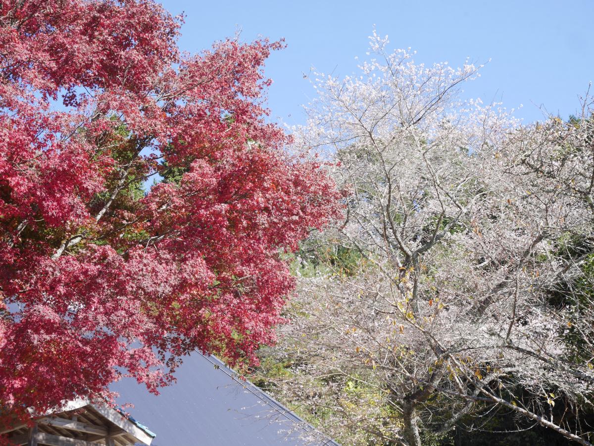 Obara Shikizakura Four-Season Cherry Blossom Festival
