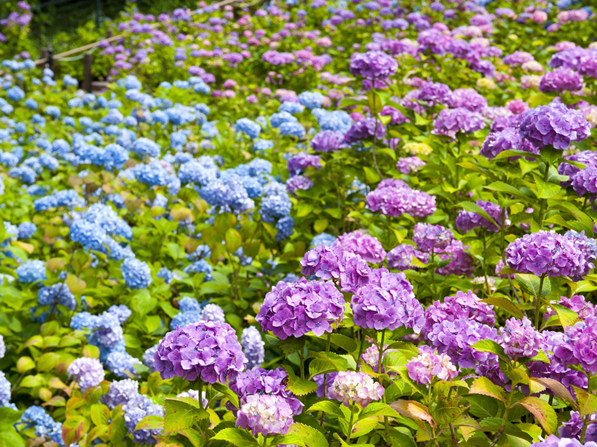 Katahara Hot Spring Hydrangea Festival