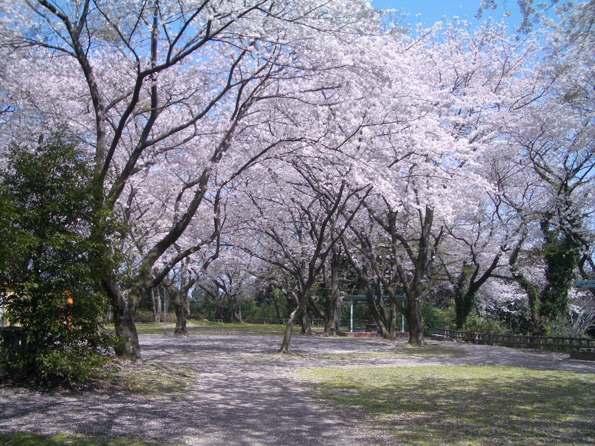 豊川市桜まつり