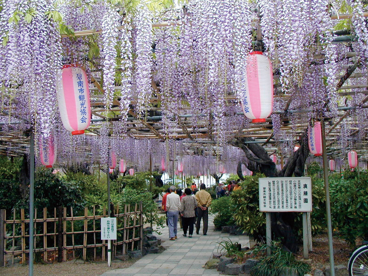 เทศกาลดอกวิสทีเรียที่สวนโคโตะ
