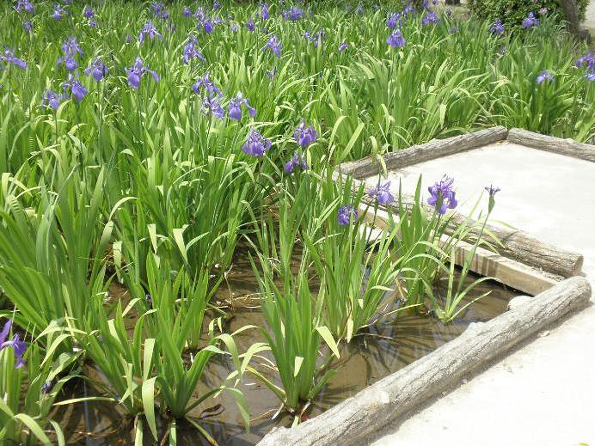 Historic Yatsuhashi Water Iris Festival