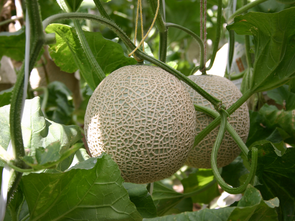 Seaside Farm Irago Melon Picking