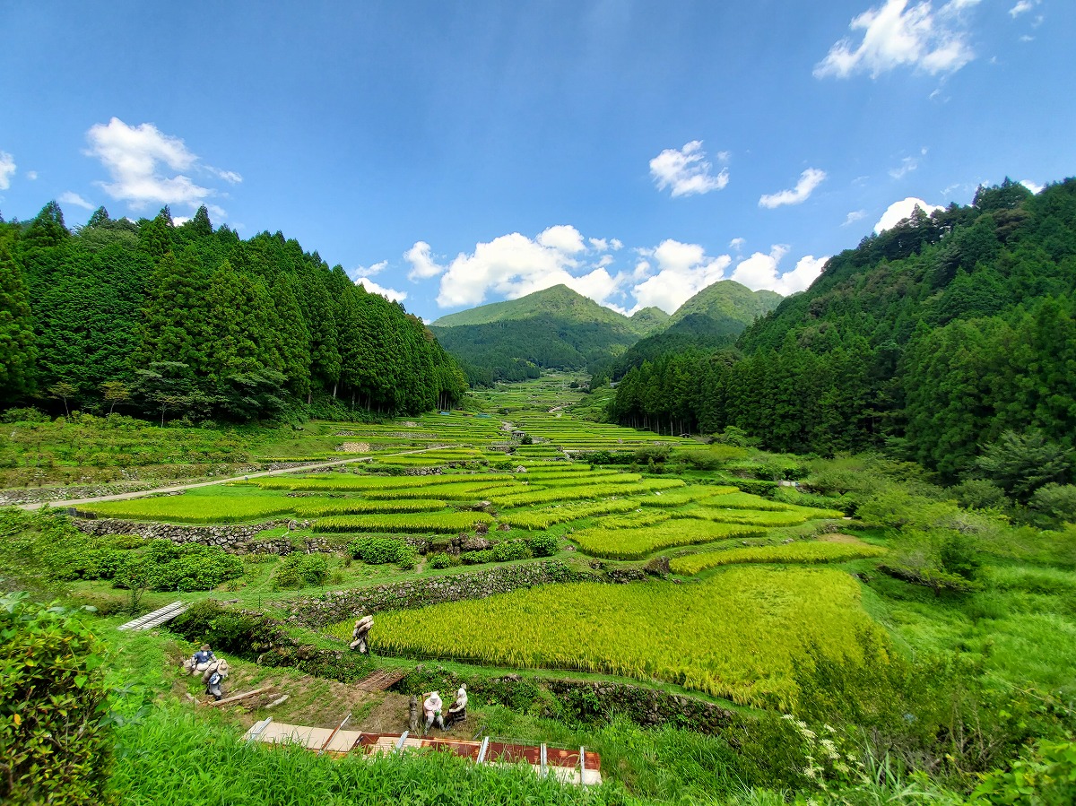 Thousand Rice Paddies of Yotsuya