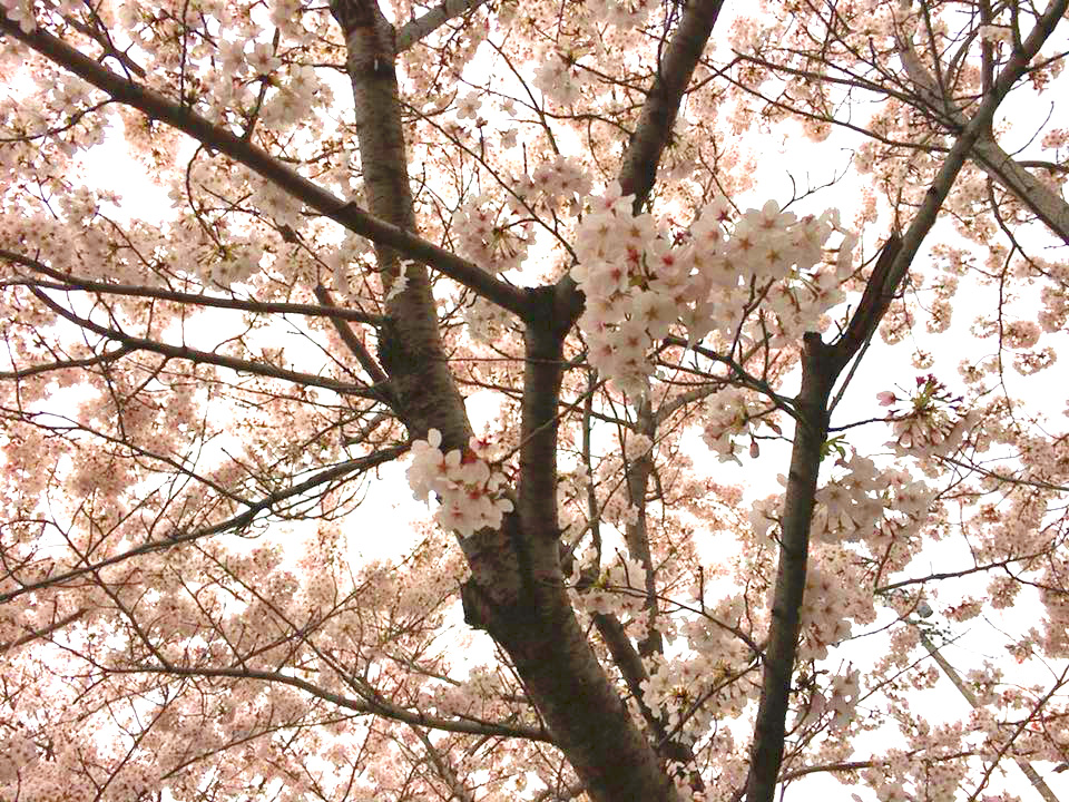Yamazaki River Cherry Blossoms