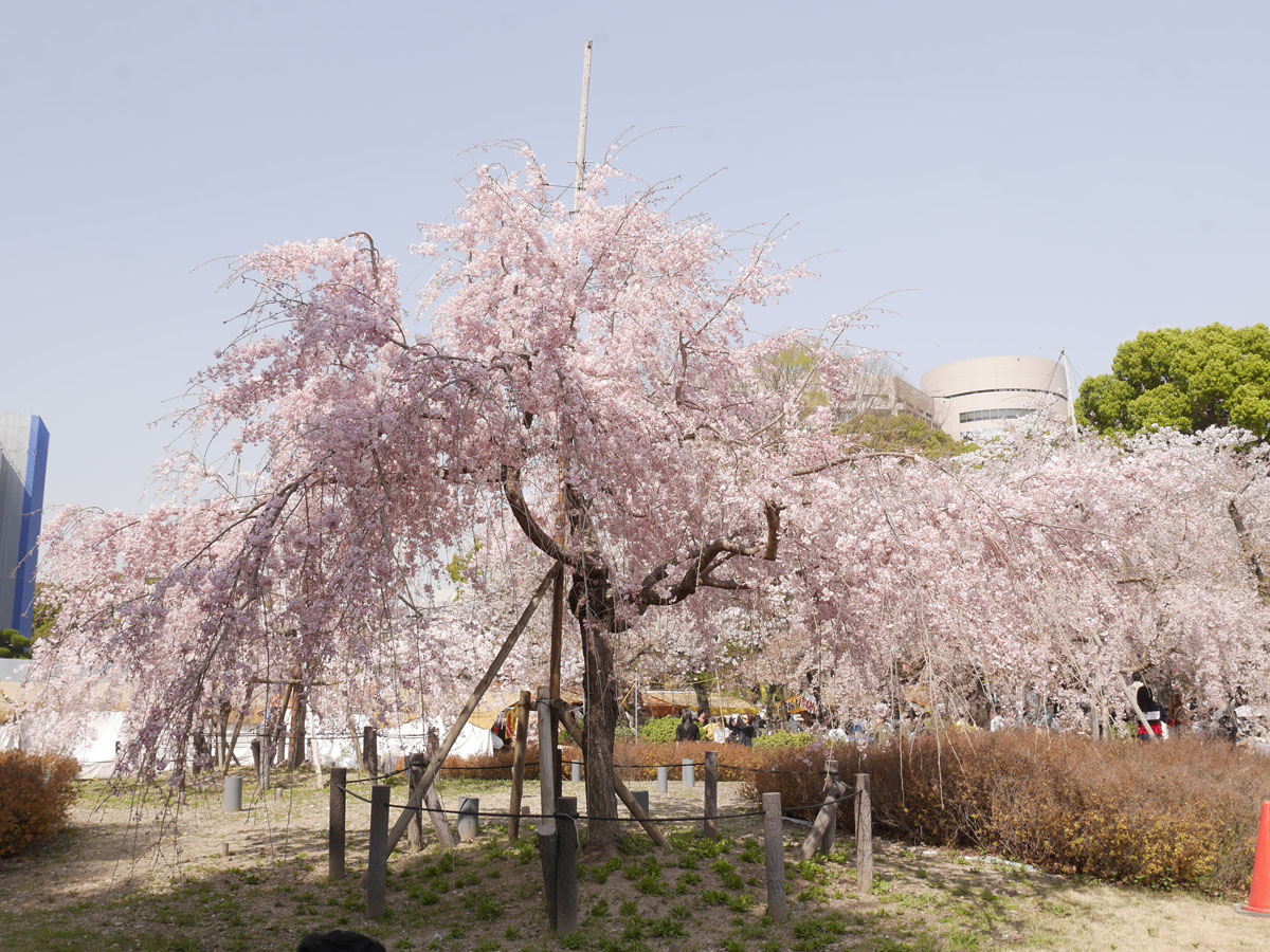 鹤舞公园 樱花节