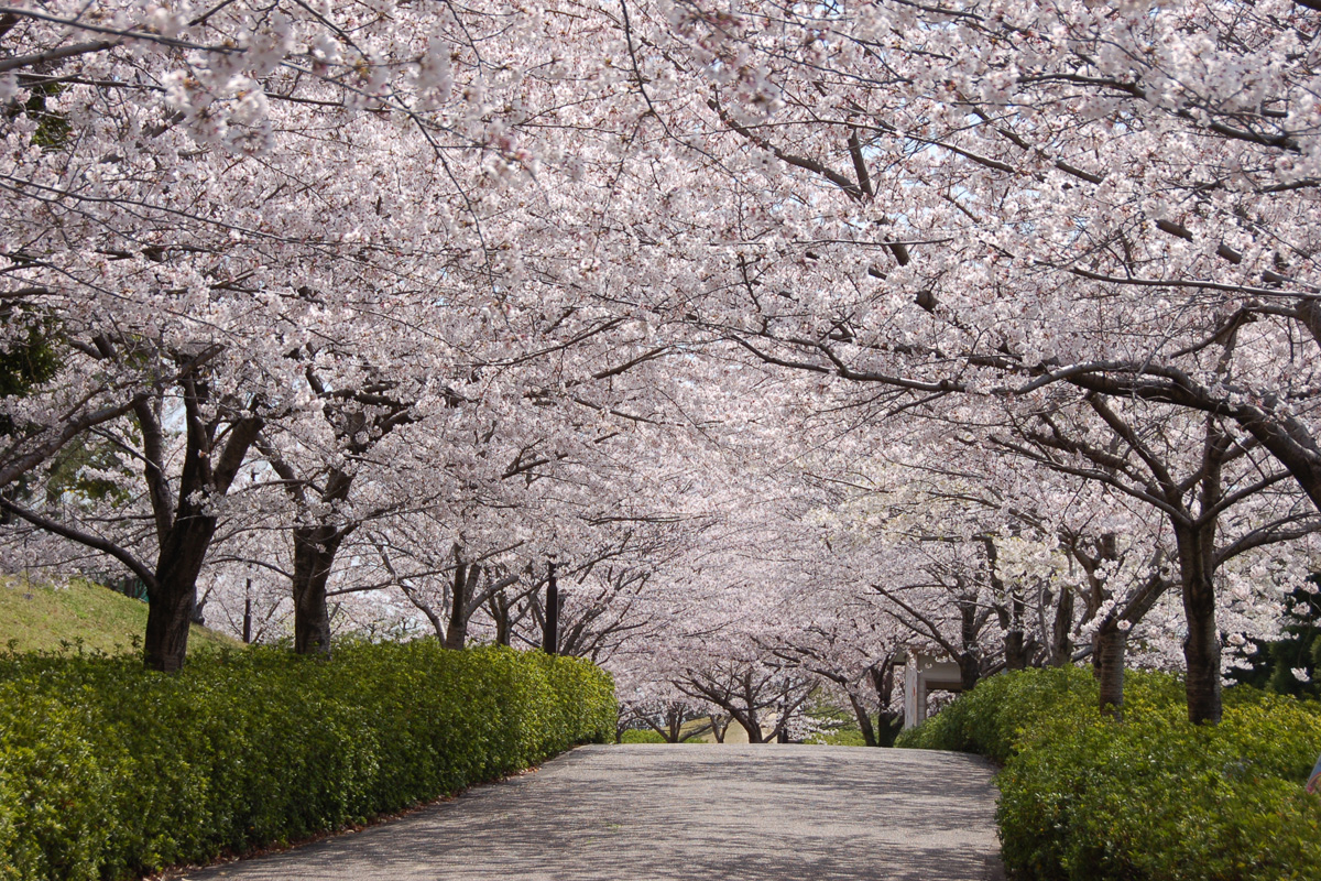 於大公園　桜のトンネル