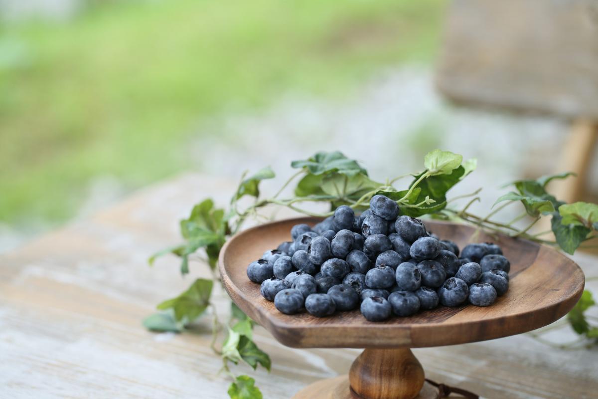 藍莓小徑　摘藍莓