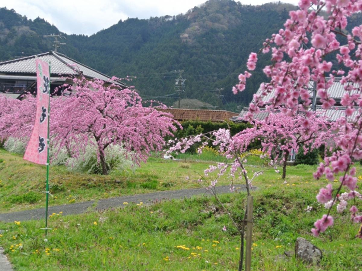Weeping Peach Blossoms of Shinshiro (Shidare Momohana no Sato)