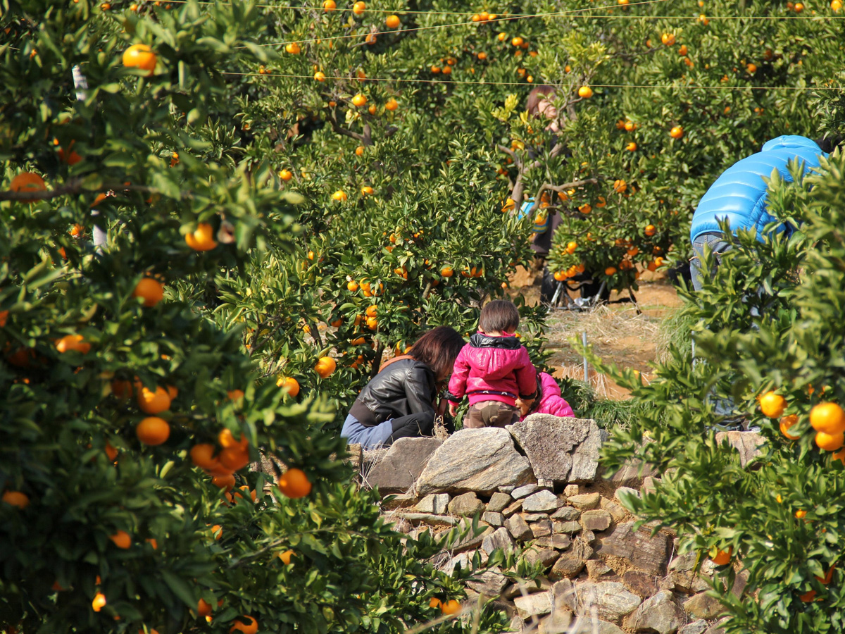 สวนส้มกามะโกริ
