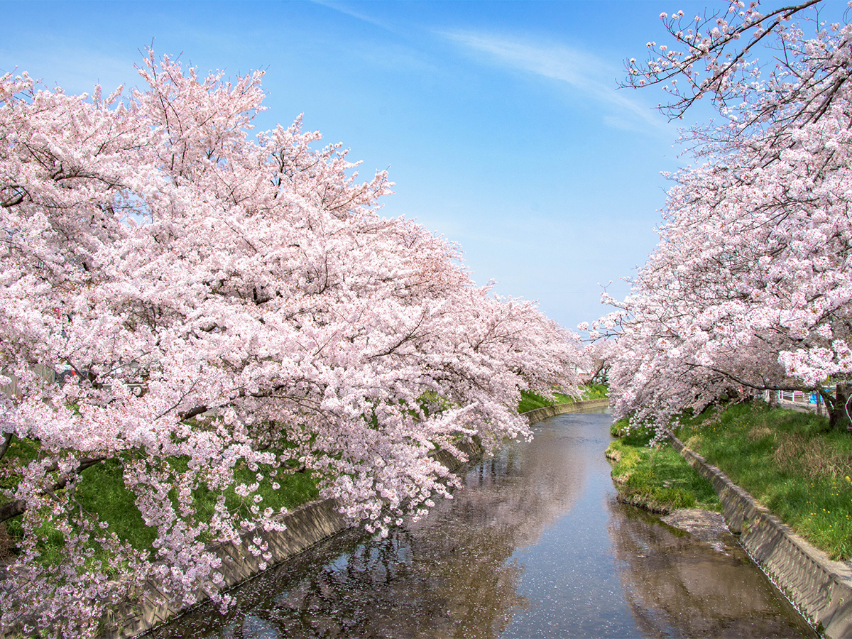 이와쿠라 벚꽃 축제