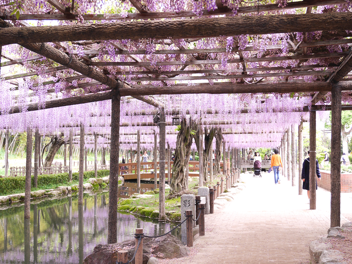 Tennogawa Park Wisteria Festival Sightseeing Spots Aichinow Official Site For Tourism Aichi