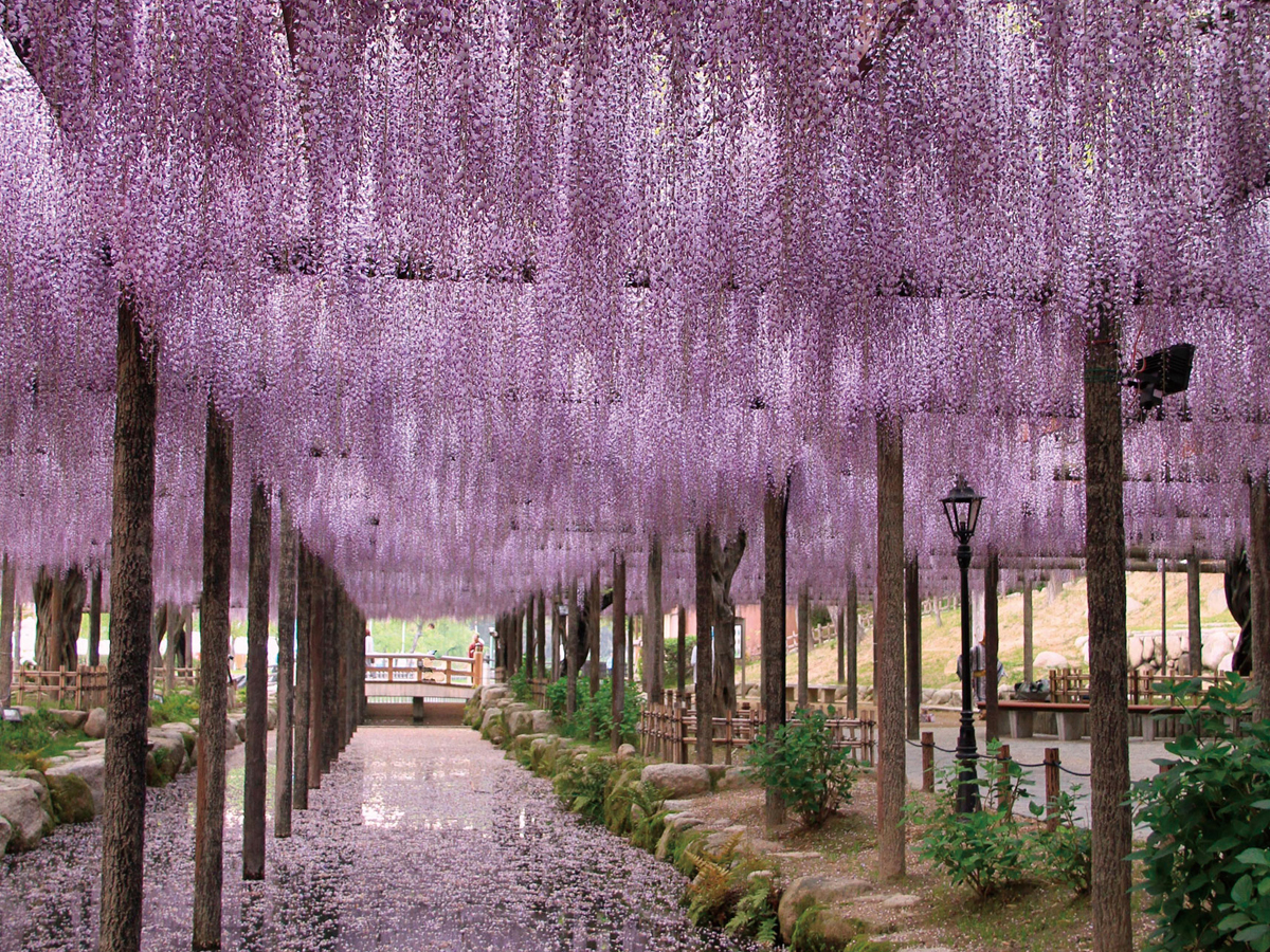 天王川公園（紫藤節）