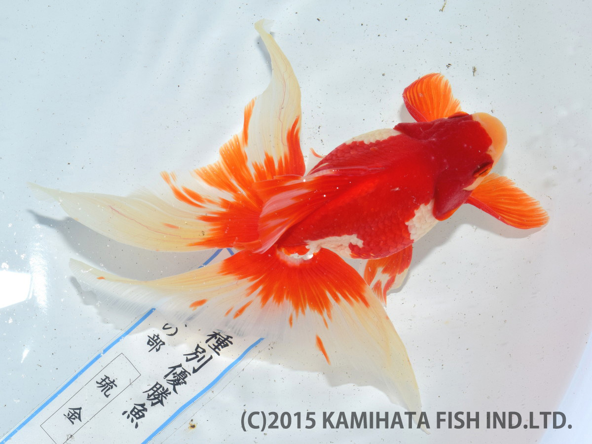Best Goldfish of Japan Tournament