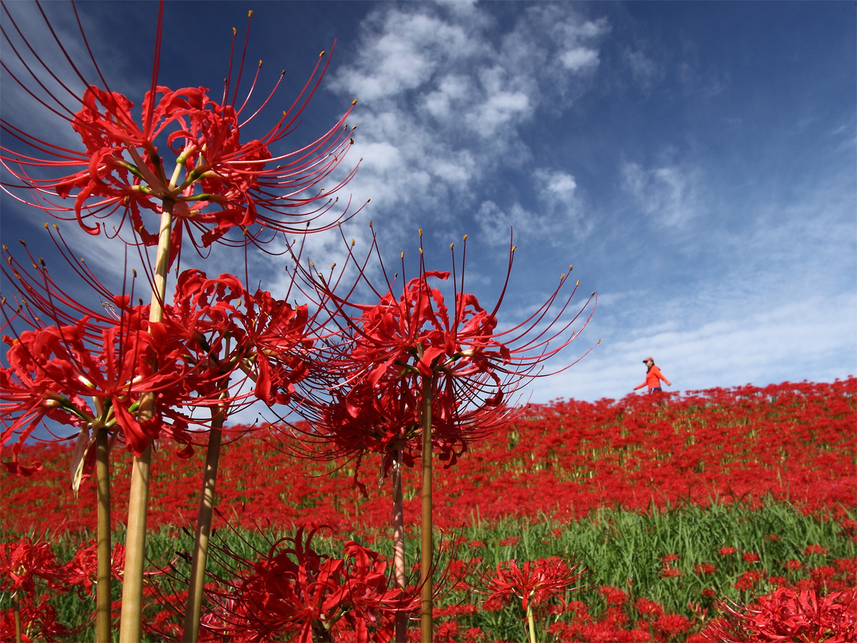 Yakachi River and Red Spider Lily Fields