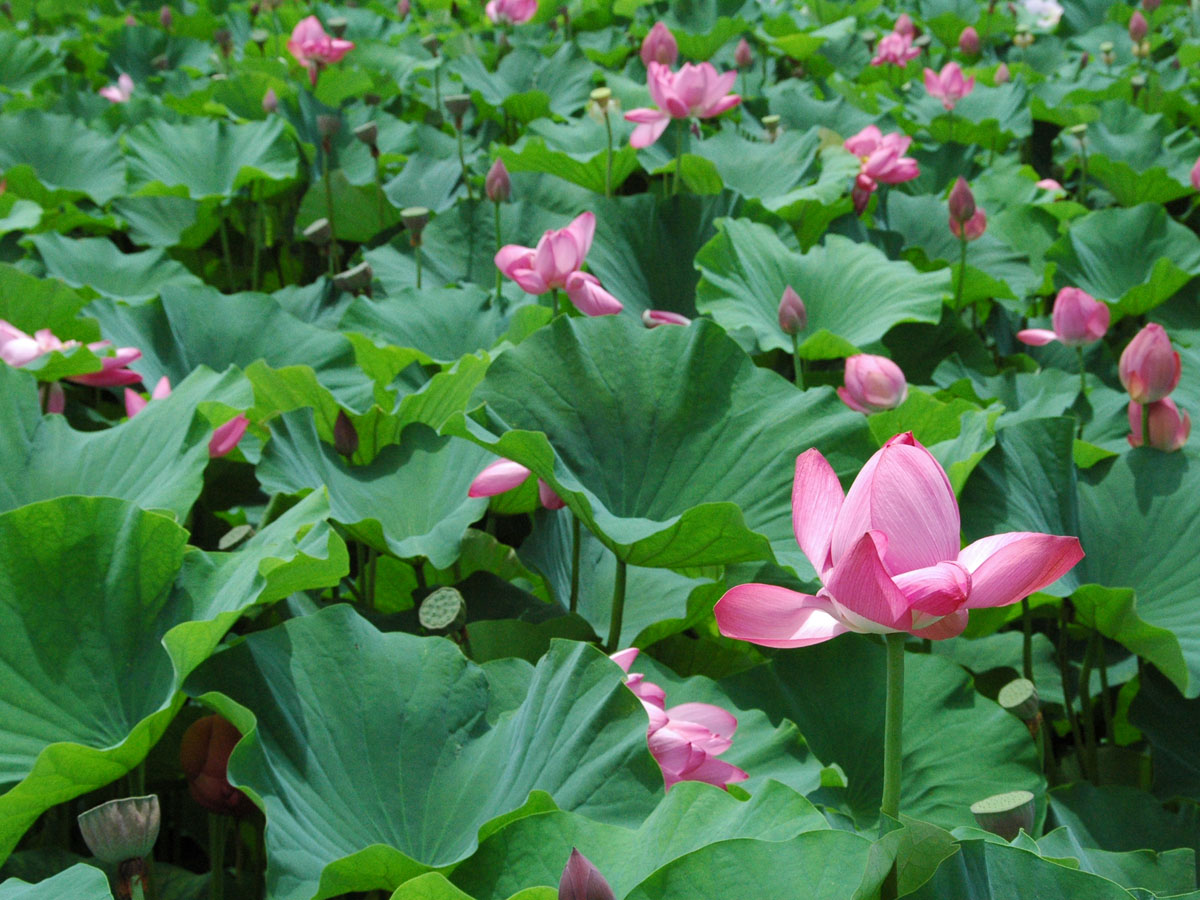 Lotus Flower Viewing Party (Hasumi-no-Kai)