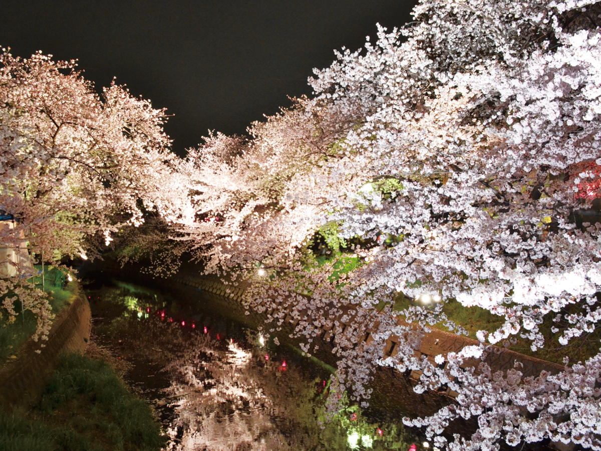 五条川・夜桜