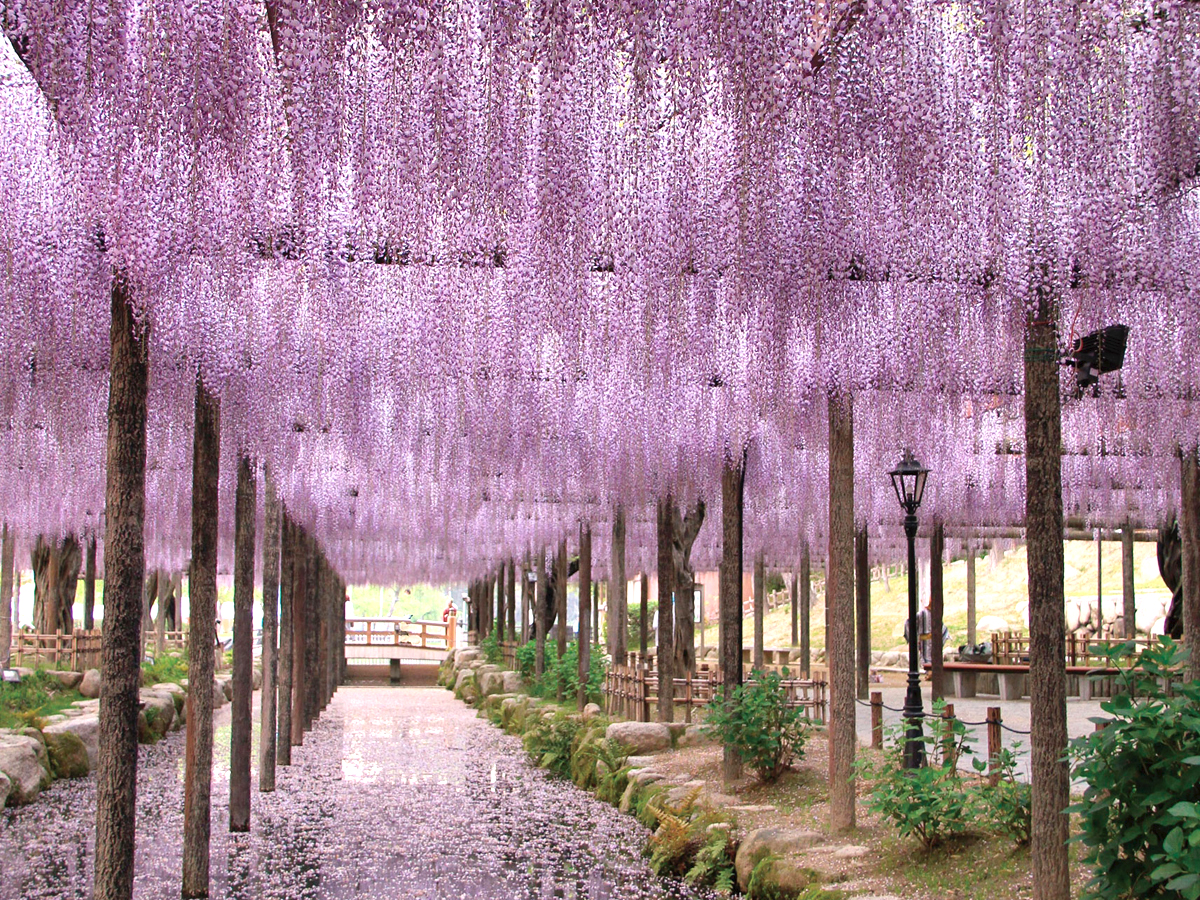 Tennogawa Park Wisteria Festival Sightseeing Spots Aichinow Official Site For Tourism Aichi