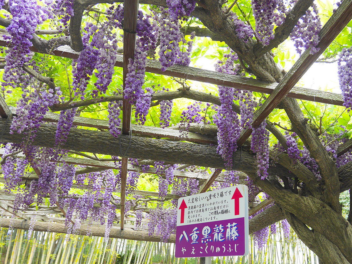 เทศกาลดอกวิสทีเรียที่โอวาริทสึชิมะ (สวนเท็นโนกาวะ)