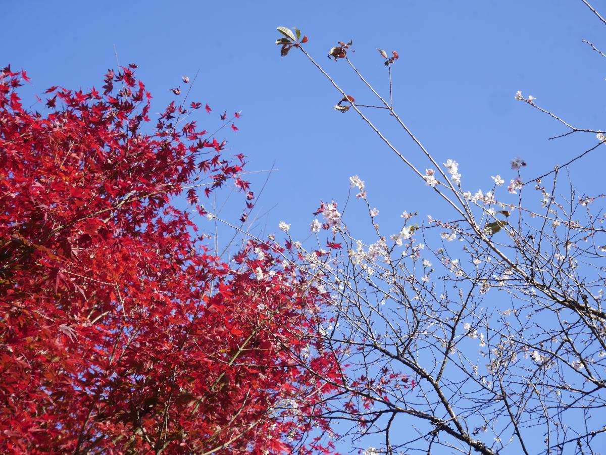 小原四季櫻節