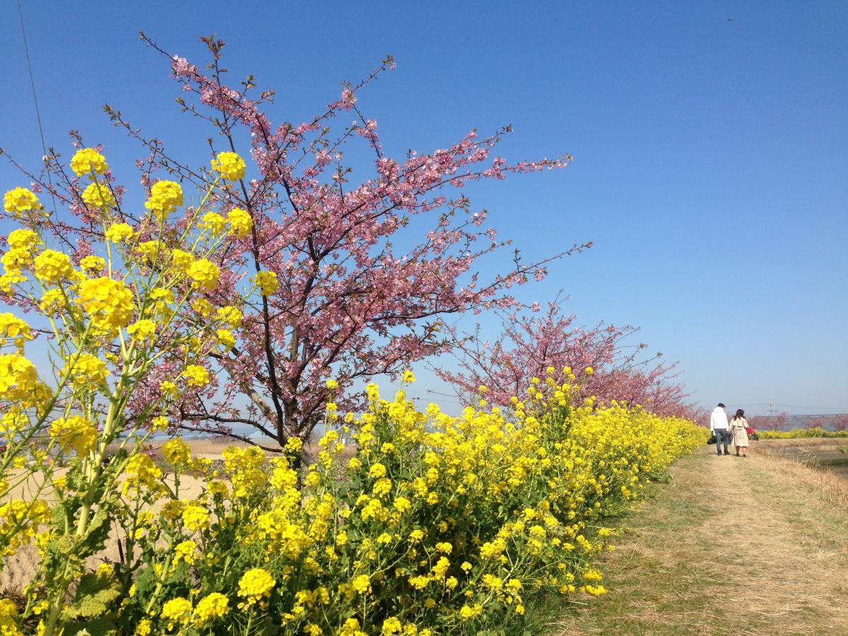 메메다강 유채꽃·벚꽃 축제