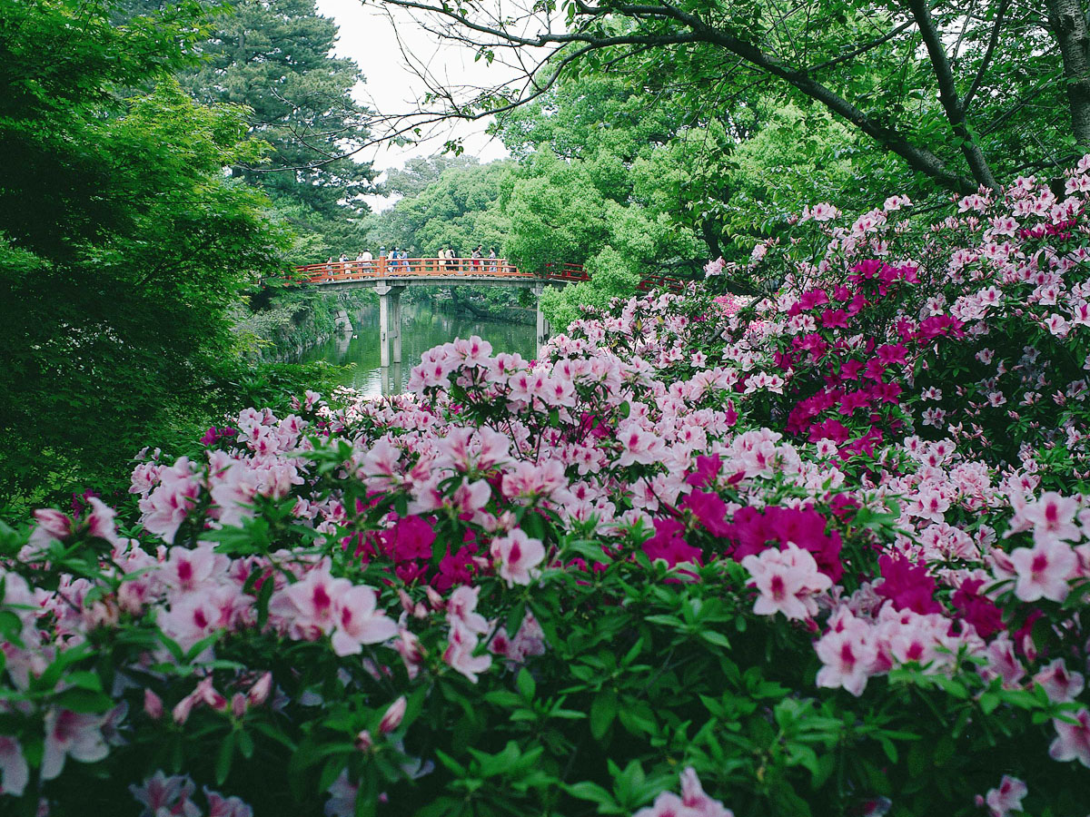 冈崎公园的杜鹃花