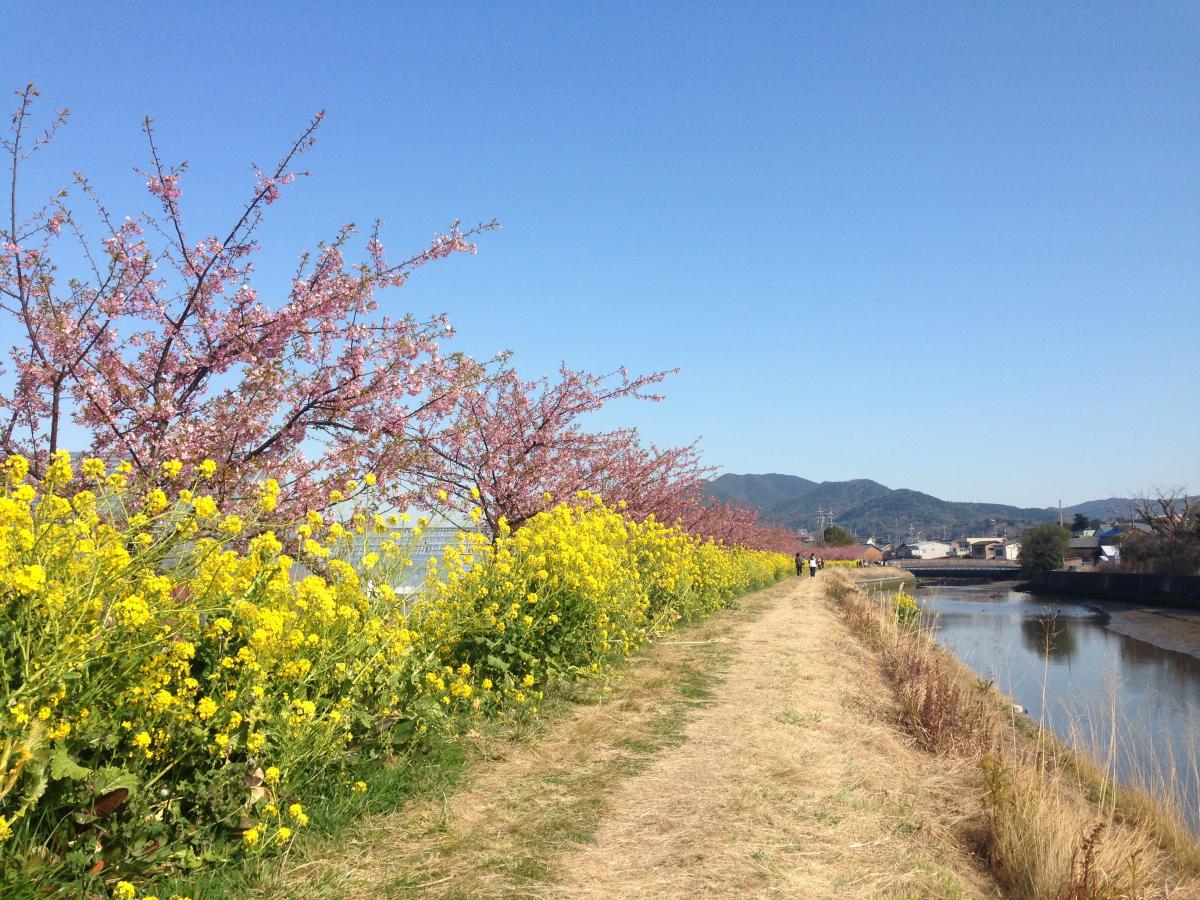 เทศกาลทุ่งดอกเรพซีดและดอกซากุระที่แม่น้ำเมะเมะดะ