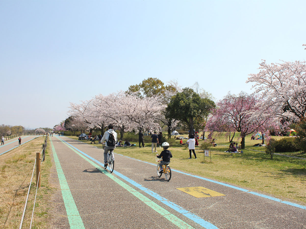 138 Tower Park Cherry Blossom Festival