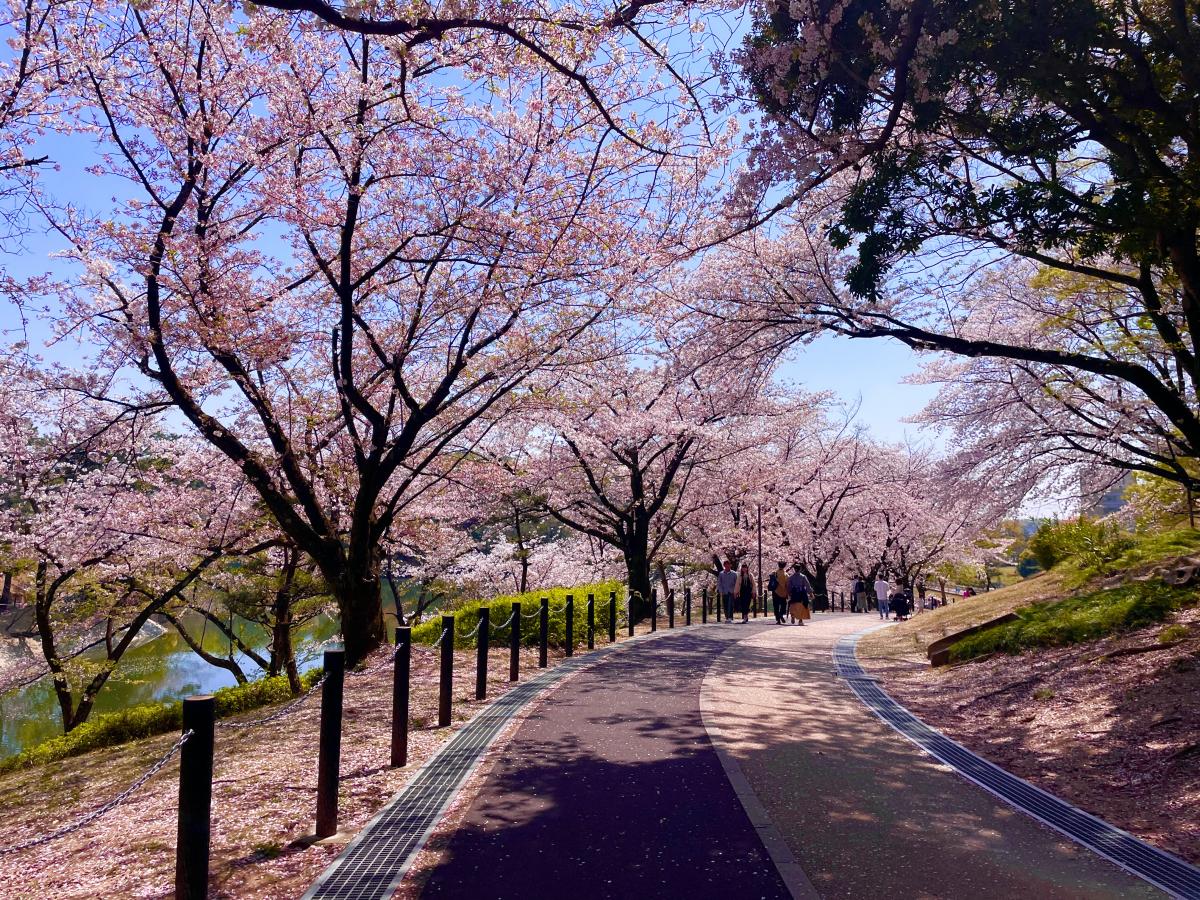 Oike Park Cherry Blossom Festival