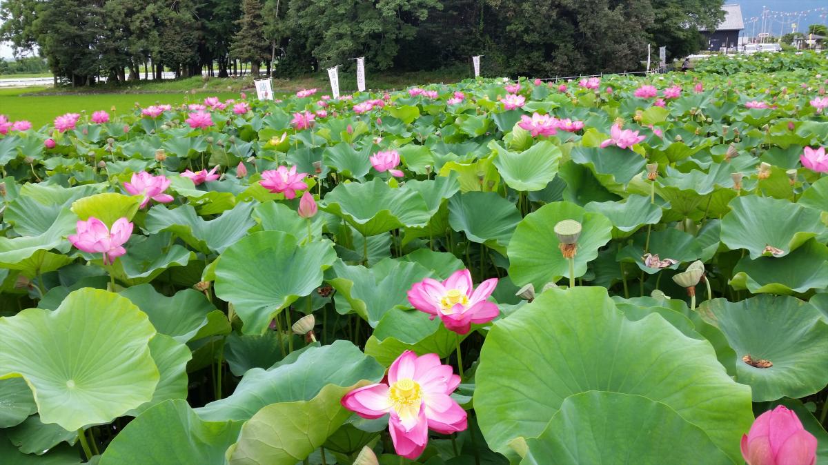 Lotus Flower Viewing Party Hasumi No Kai Aisai City Aichi Prefecture Official Site Sightseeing Information Directions Parking Details Aichinow Official Site For Tourism Aichi