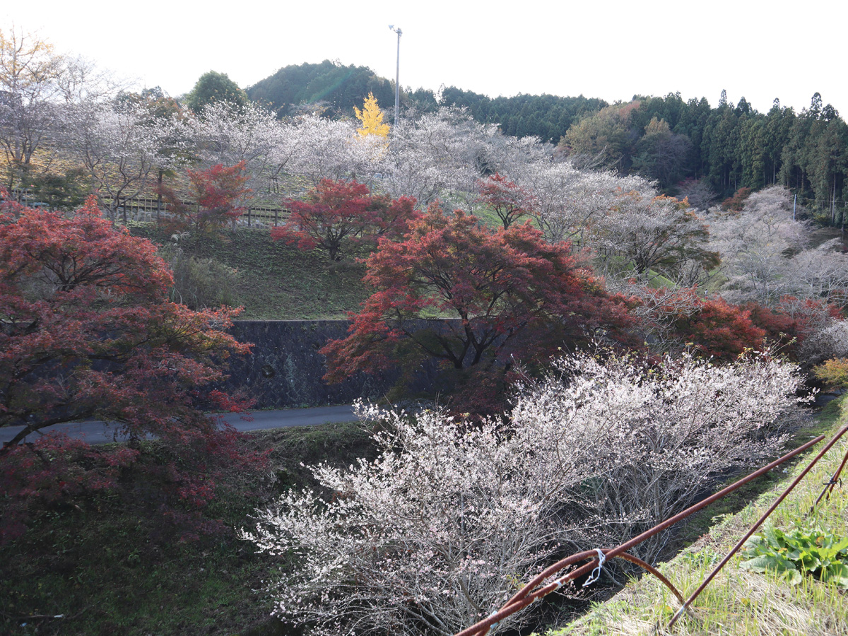 ซากุระสี่ฤดู ชิกิซากุระ - สวนโอบาระฟุเรไอ