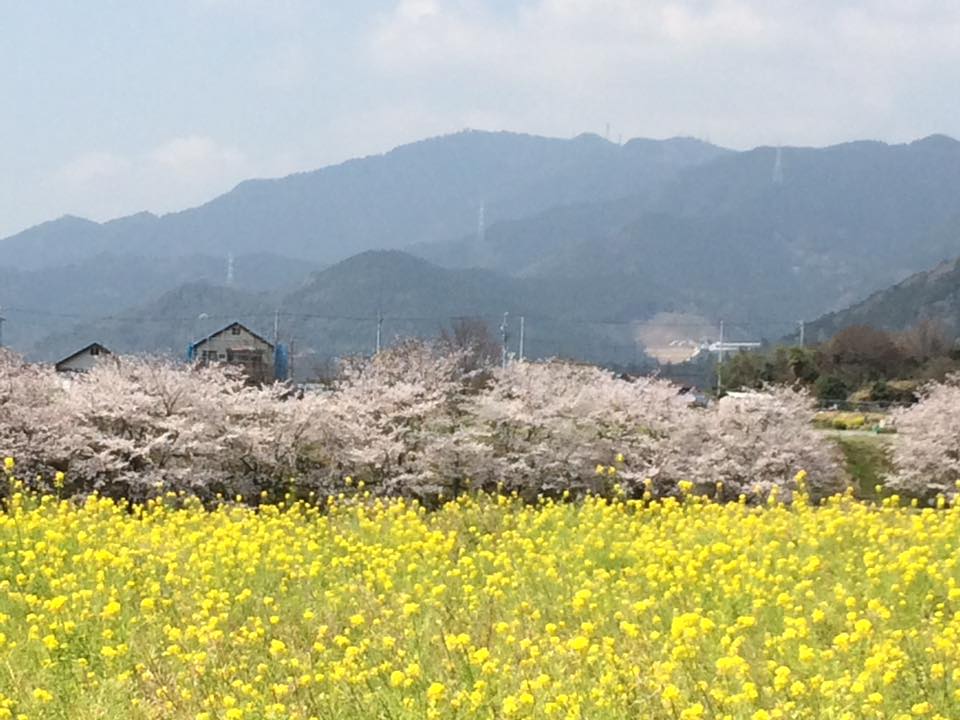 Shinshiro City's Kuroda Rapeseed Blossoms