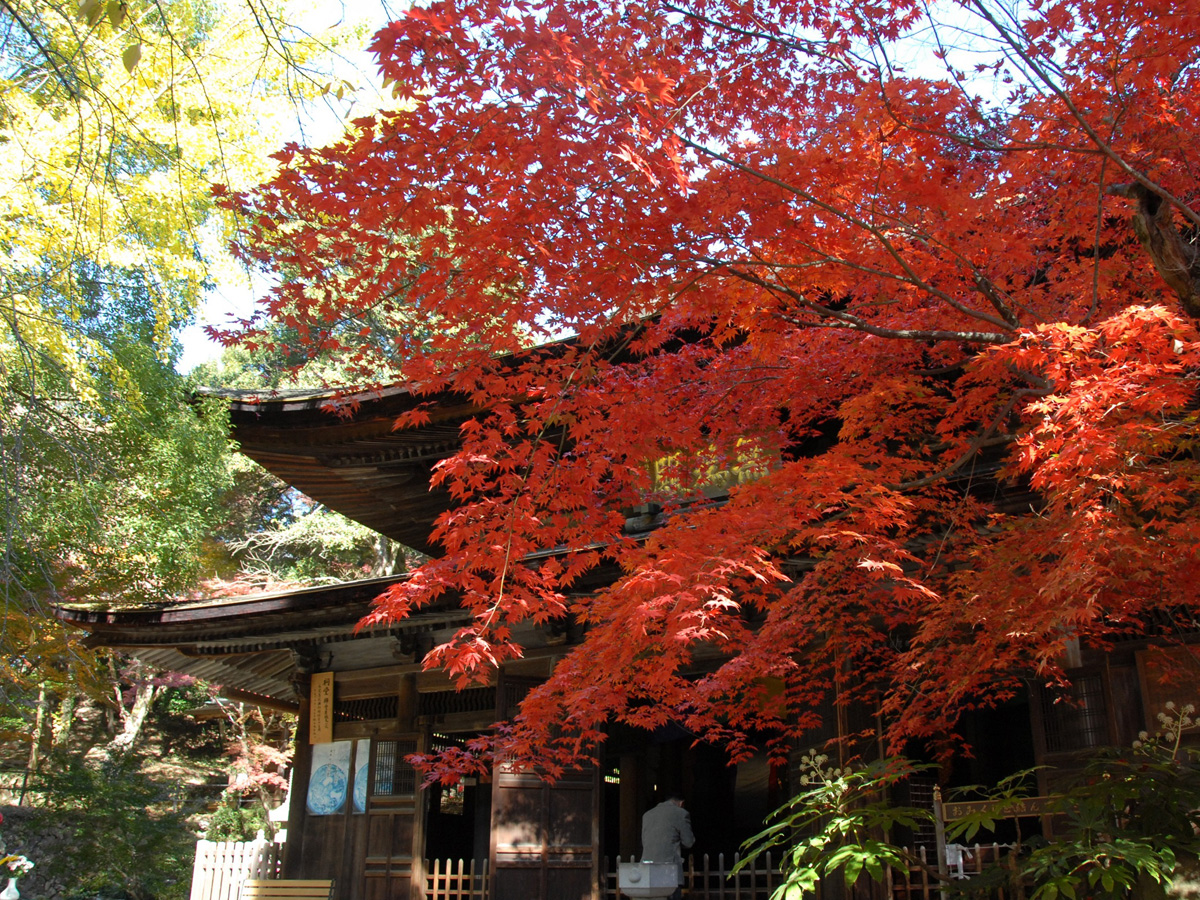 Jokoji Temple's Autumn Leaves