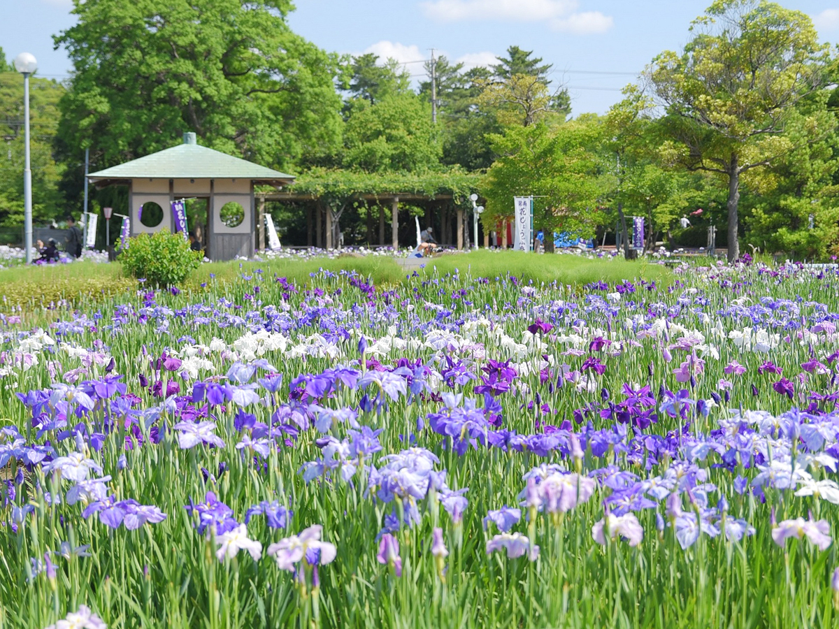 油 ヶ 渕 花しょうぶ 園