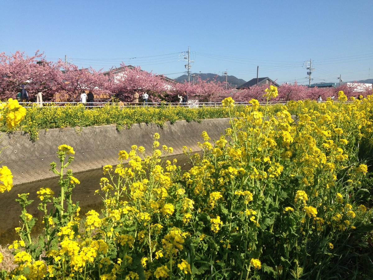 เทศกาลทุ่งดอกเรพซีดและดอกซากุระที่แม่น้ำเมะเมะดะ