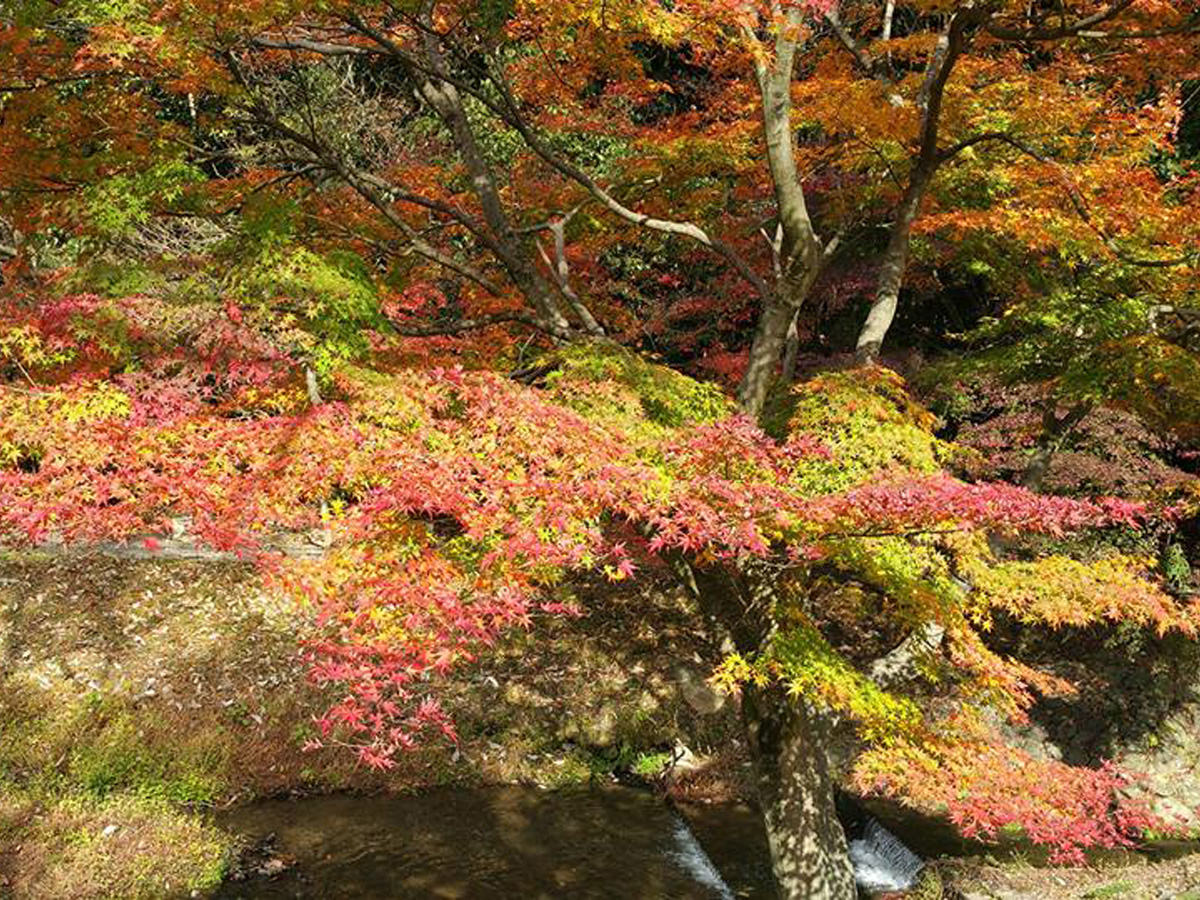 Jokoji Temple's Autumn Leaves