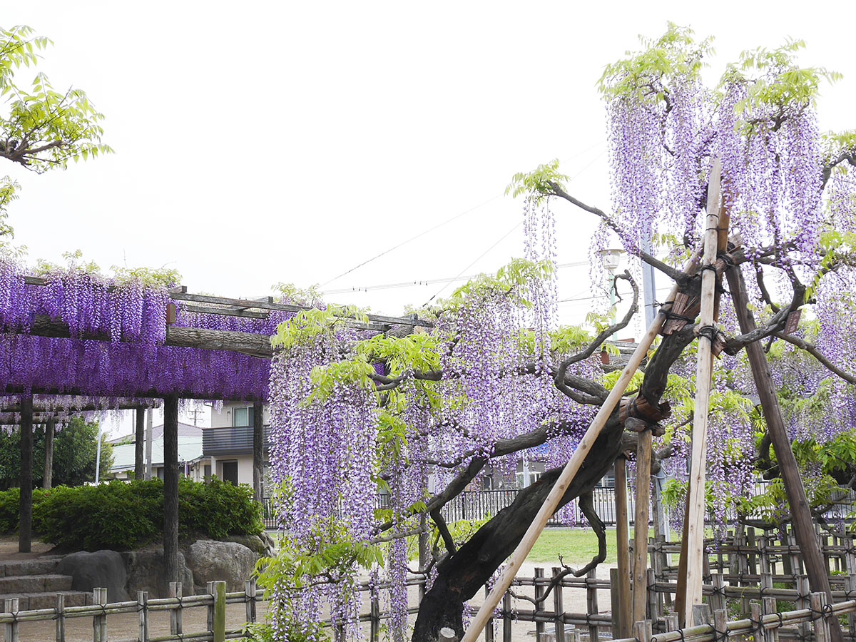 오와리쓰시마 등나무 축제(덴노가와 공원)