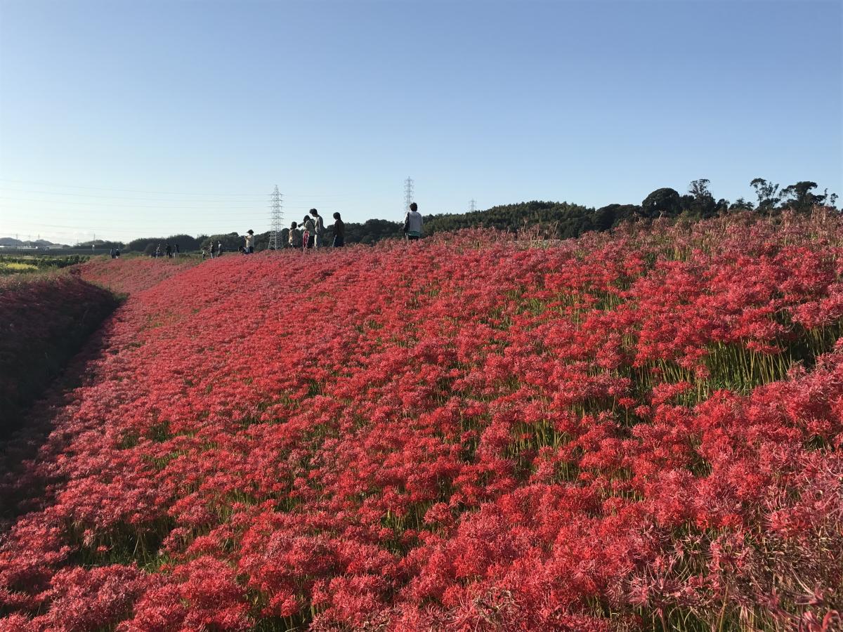 Yakachi River and Red Spider Lily Fields
