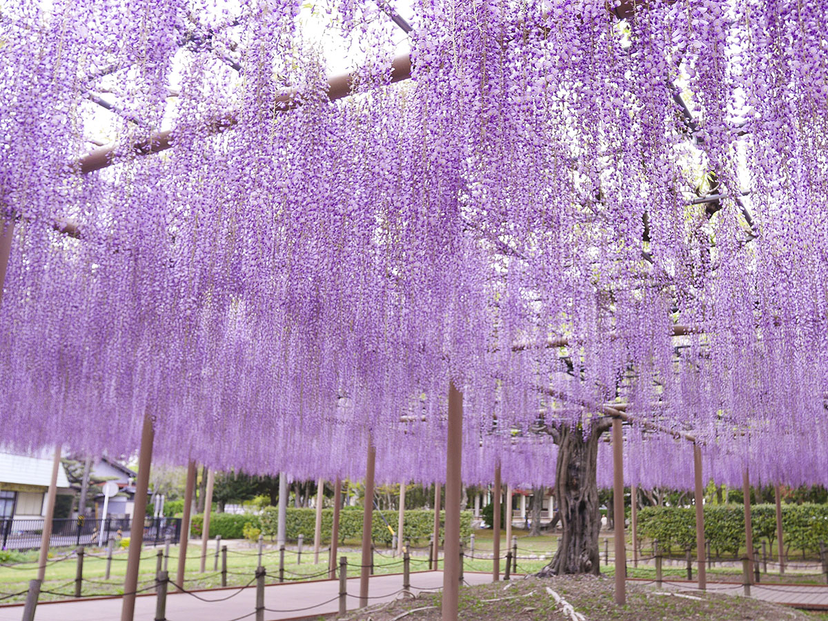 오와리쓰시마 등나무 축제(덴노가와 공원)