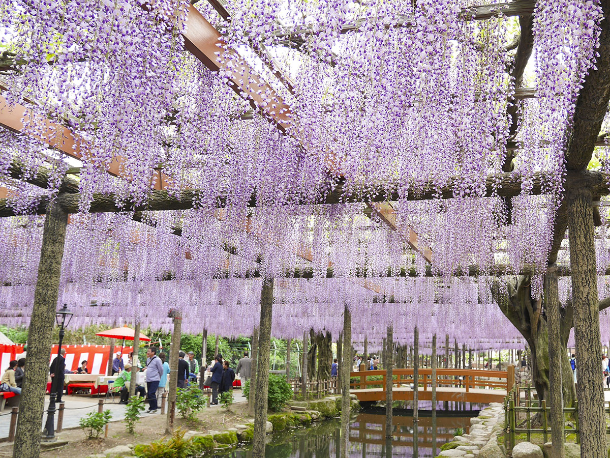 เทศกาลดอกวิสทีเรียที่โอวาริทสึชิมะ (สวนเท็นโนกาวะ)