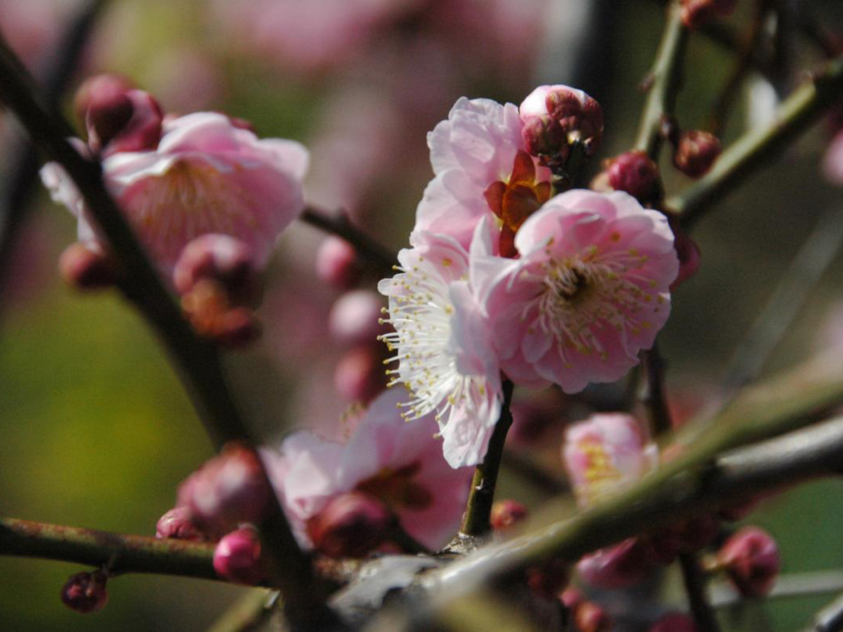 Nagoya City Agricultural Center dela Farm Weeping Plum Blossom Festival