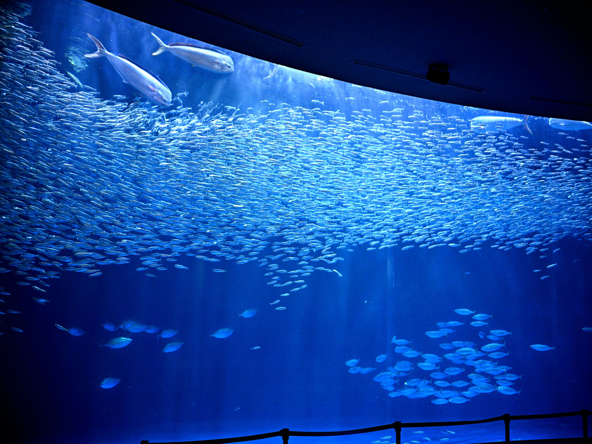 夏季夜間水族館 Aichinow 愛知旅遊官方網站