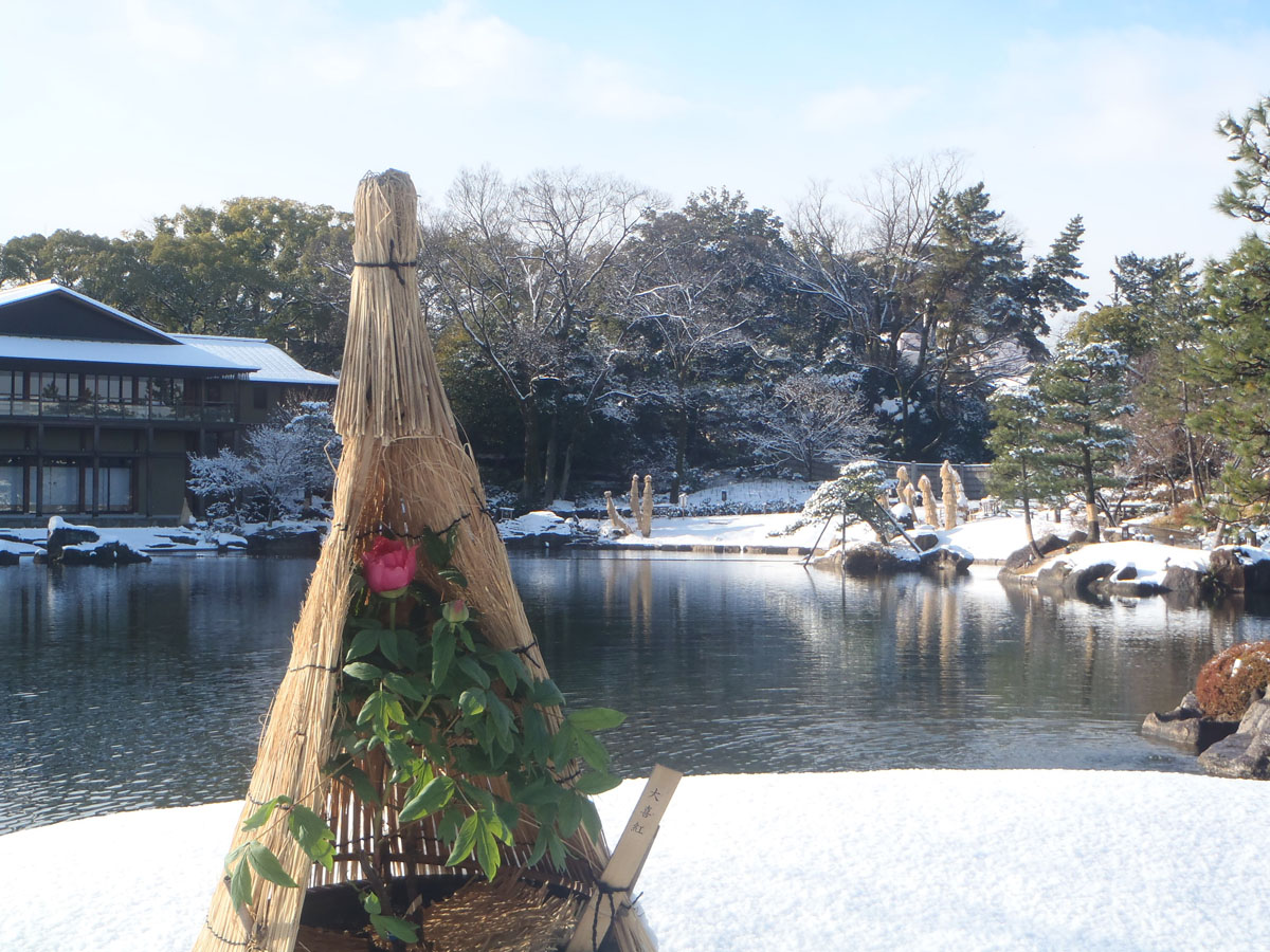 寒を遊ぶ　徳川園の冬牡丹