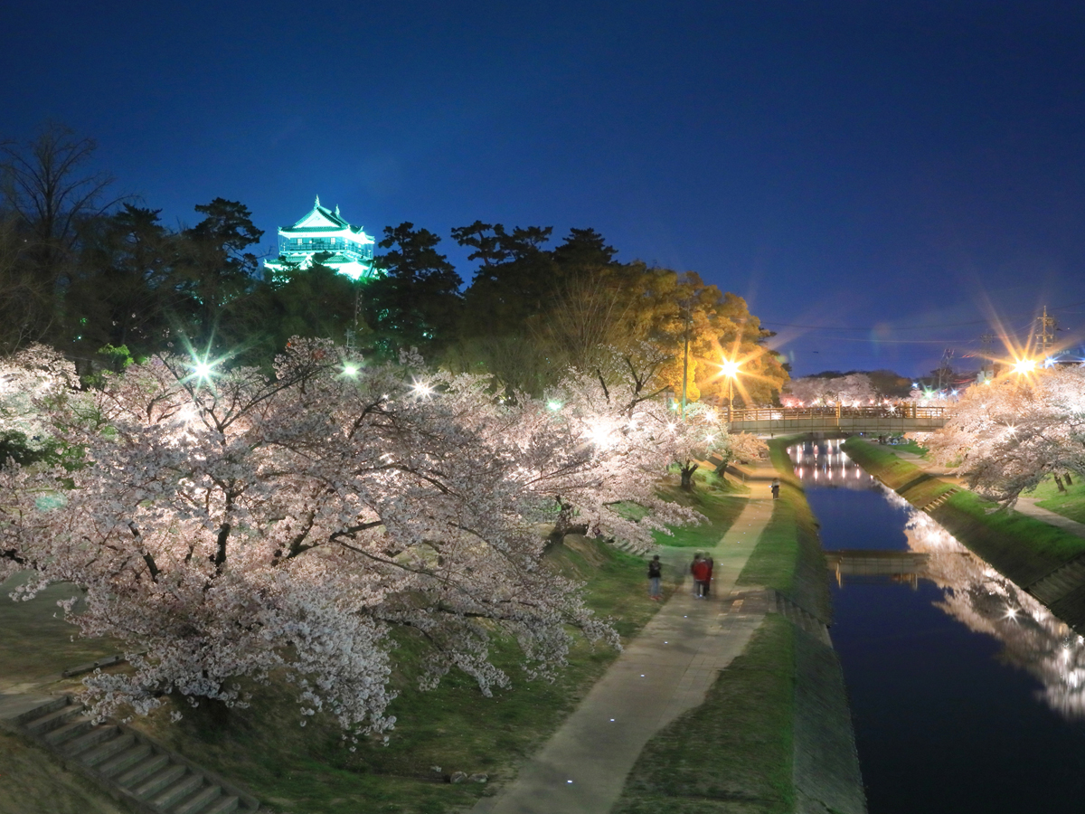 Okazaki Cherry Blossom Festival