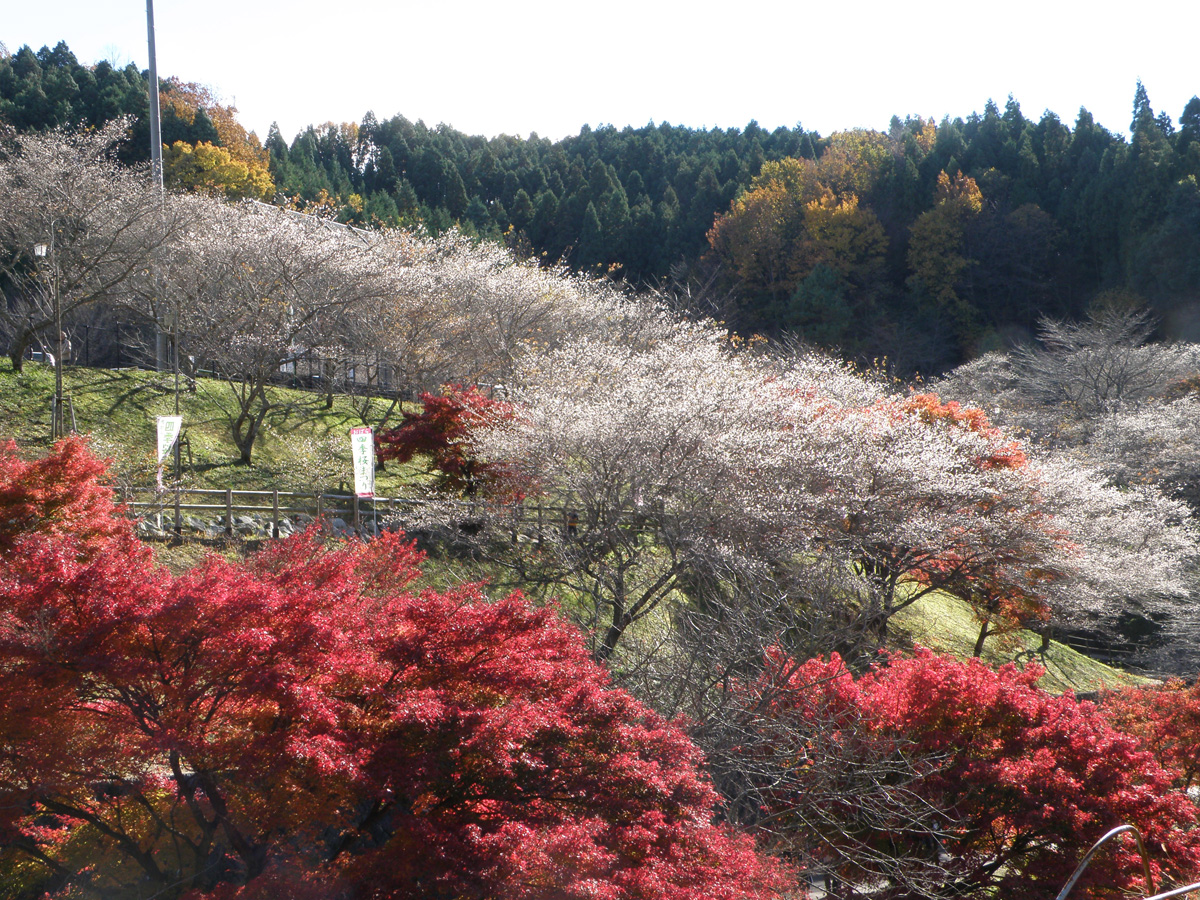 Shikizakura Four-Season Cherry Blossoms - Obara Fureai Park