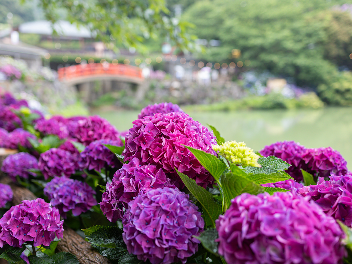 เทศกาลดอกไฮเดรนเยียที่คาทะฮาระ ออนเซ็น