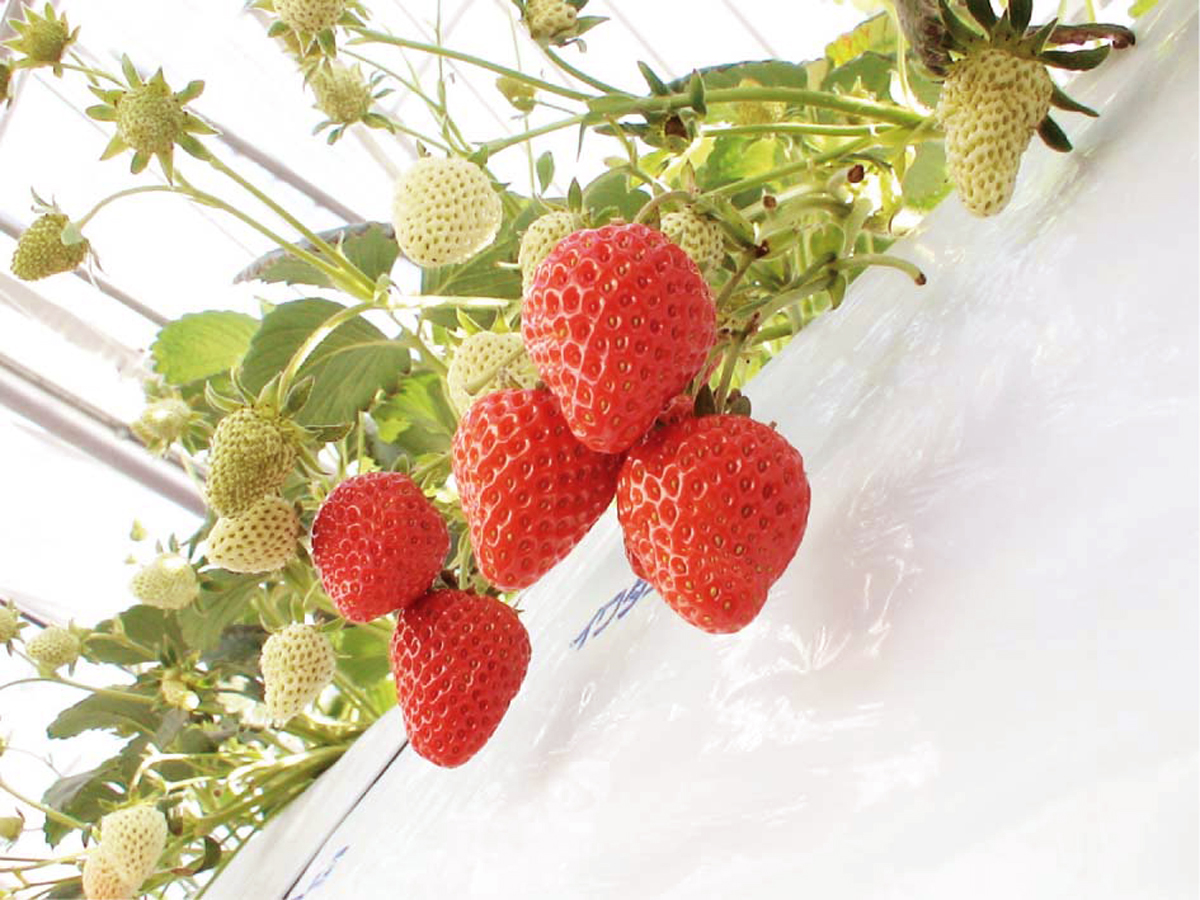 Strawberry picking at New Atsumi Kanko Farm