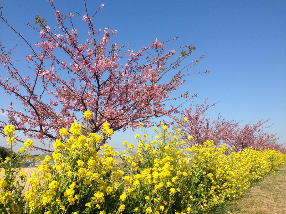 Memeda River Rapeseed Blossom & Cherry Blossom Festival