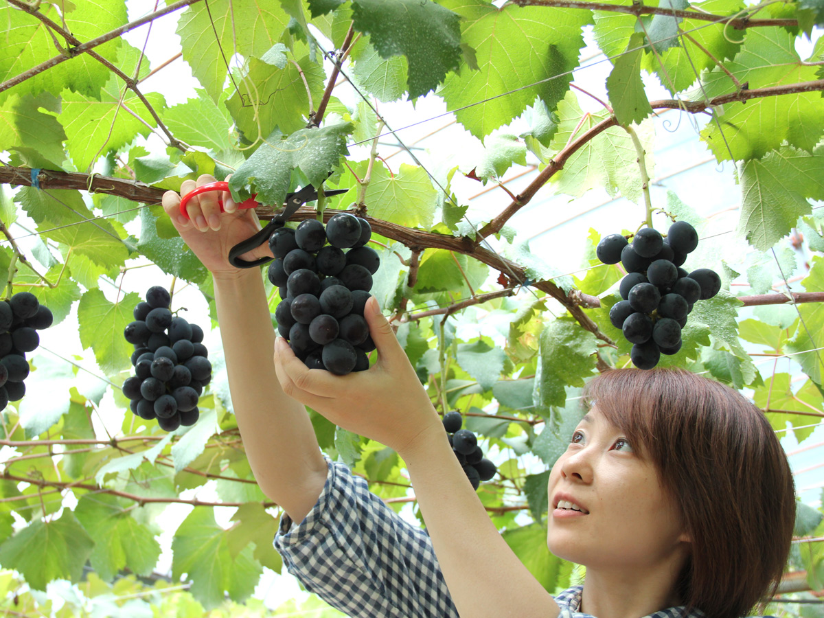 Okazaki Komadachi Grape Picking (Okazaki Komadachi Budogari)